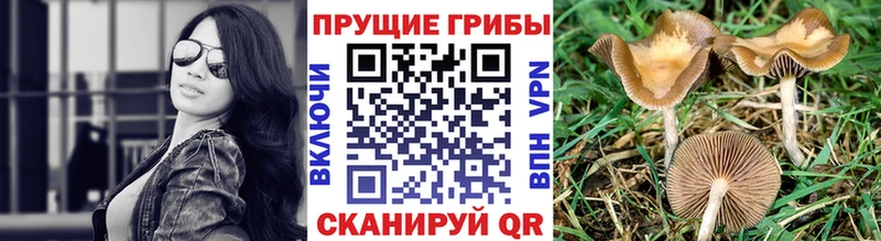 где купить наркоту  Гатчина  кракен как зайти  Псилоцибиновые грибы мицелий 