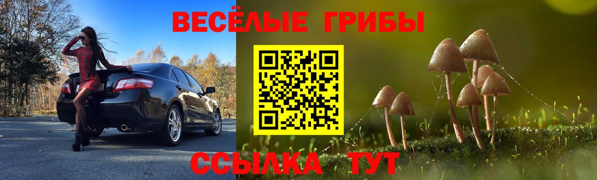Гатчина  наркошоп  Вход с VPN  Псилоцибиновые грибы Psilocybe 